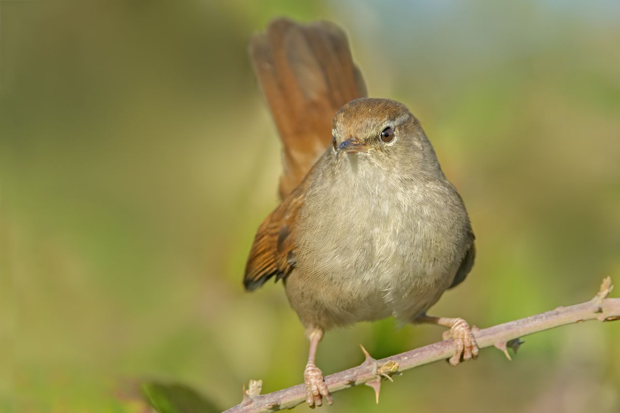 Usignolo di fiume (Cettia cetti)